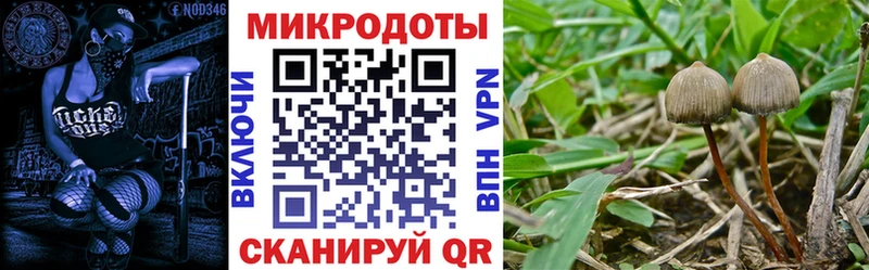 блэк спрут ссылка  Сретенск  Псилоцибиновые грибы Psilocybe 